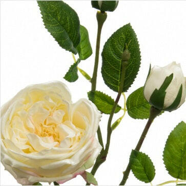 Justartificial.co.uk Austin Rose Cream 70cm close up