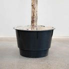 Justartificial.co.uk Natural Trunk Olive Tree FR 210cm carriage pot