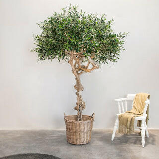 Artificial Silk Olive Coffee Stem Tree Trunk FR