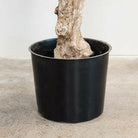 Artificial Silk Olive Coffee Stem Tree Trunk FR