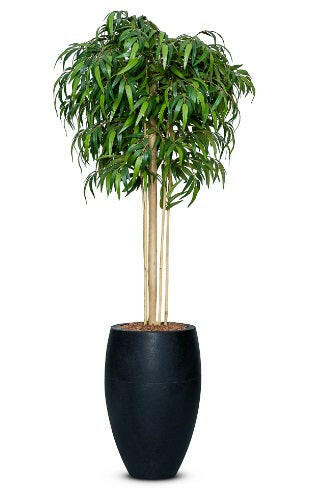Artificial Silk Bamboo Mophead Tree FR