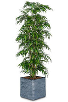Justartificial.co.uk artificial Mini Bamboo Tree shown in planter