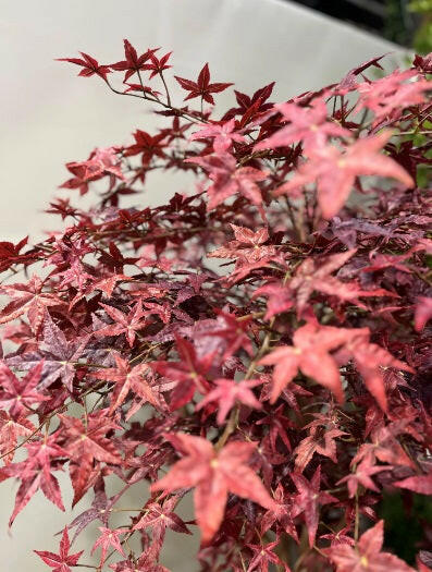 Justartificial.co.uk Maple Tree close up