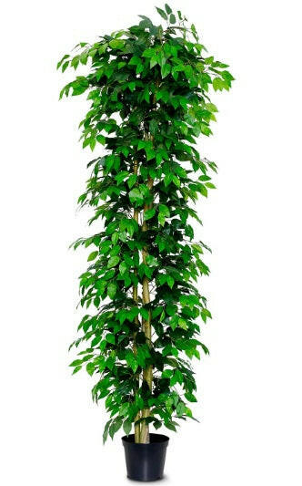 Artificial Silk Ficus Nitida Premium Bush FR