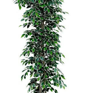Justartificial.co.uk Ficus Nitida Premium Bush Variegated