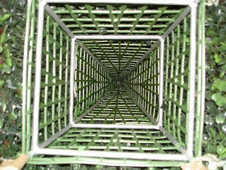 Inside the Boxwood Pyramid