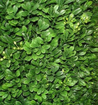 Artificial Topiary Boxwood Cone