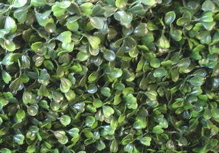 Boxwood Balls Close Up