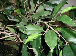 Ficus Tree close