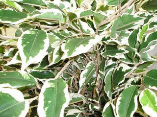 Ficus Variegated Foliage