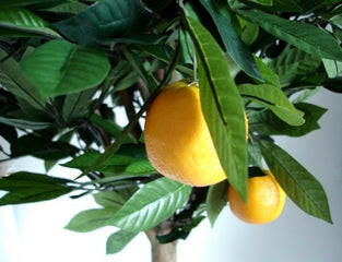 Artificial Orange Fruit Tree