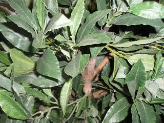 Artificial Silk Bay Ball Tree