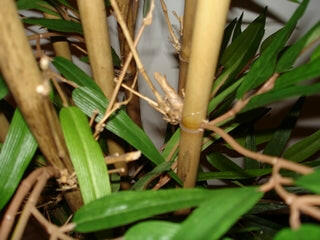 Artificial Natural Bamboo Tree IFR