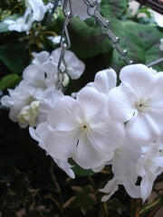 Geranium Large Silk Hanging Basket