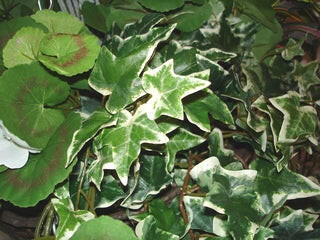 Geranium Large Silk Hanging Basket