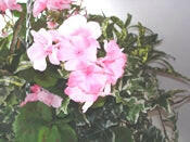 Geranium Large Silk Hanging Basket