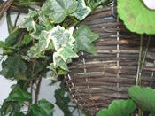 Geranium Large Silk Hanging Basket