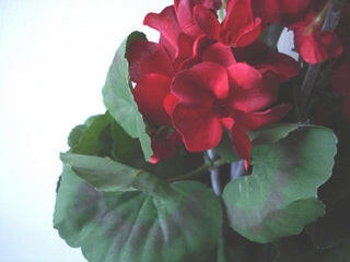 Artificial Silk Geranium Bush