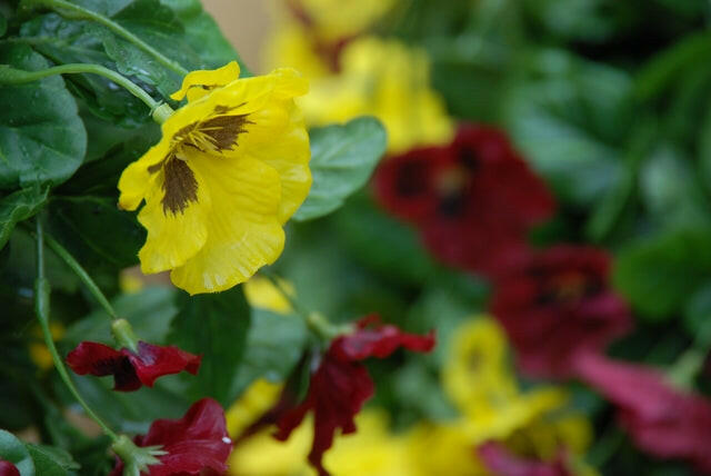 Artificial Silk Pansy Ball Hanging Basket