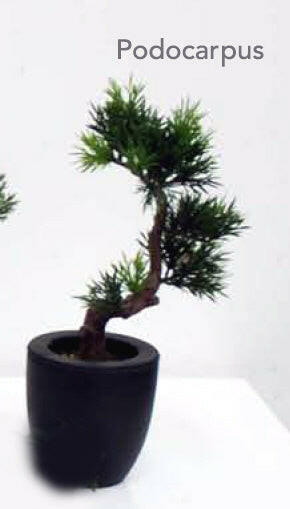 Artificial Podocarpus in Pot