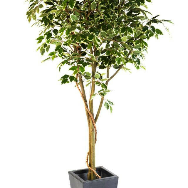 Artificial Silk Ficus Benjamina Vine Tree FR