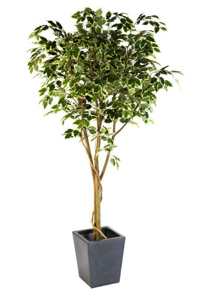 Artificial Silk Ficus Benjamina Vine Tree FR