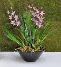 Artificial Silk Miltonia Flowers in Black MDF Planter