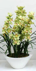 Artificial Silk Cymbidium Flower in Cream MDF Planter