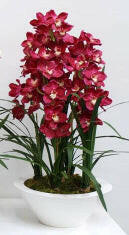 Artificial Silk Cymbidium Flower in Cream MDF Planter