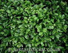 Artificial Topiary Boxwood Hedging Panels