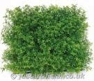 Artificial Hedging Panels Bulk Buy Saver Packs