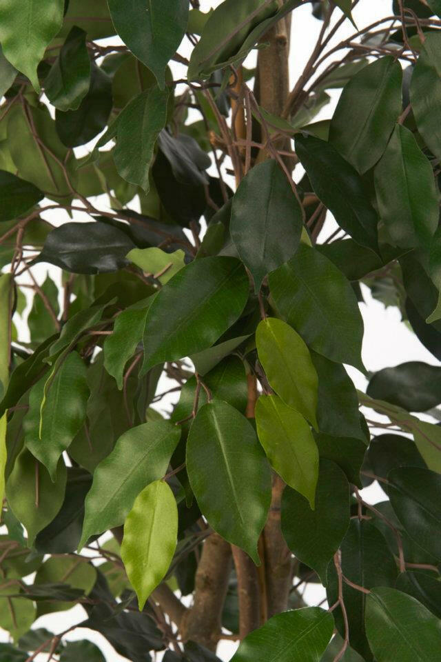 Artificial Silk Ficus Benjamina Vine Tree FR