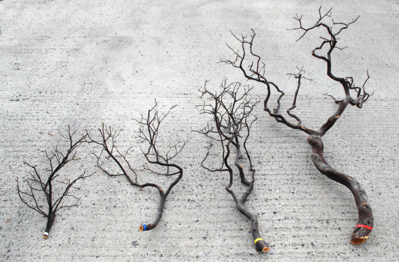 Decorative Manzanita Branch