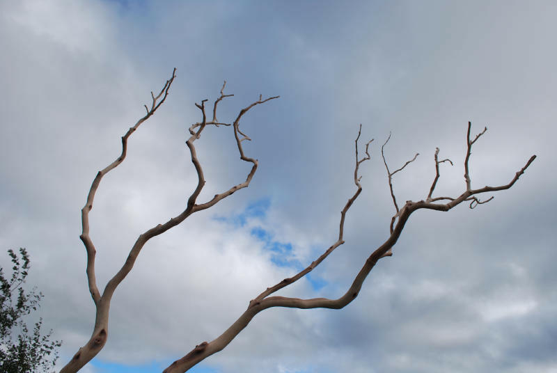 Decorative Manzanita Branch