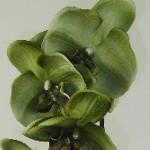 Artificial Silk Moth Orchid Flowers