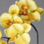 Artificial Silk Moth Orchid Flowers