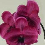 Artificial Silk Moth Orchid Flowers