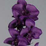 Artificial Silk Moth Orchid Flowers