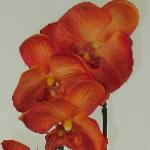 Artificial Silk Moth Orchid Flowers