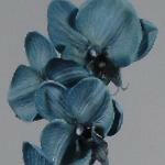 Artificial Silk Moth Orchid Flowers