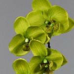 Artificial Silk Moth Orchid Flowers