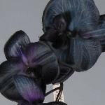 Artificial Silk Moth Orchid Flowers