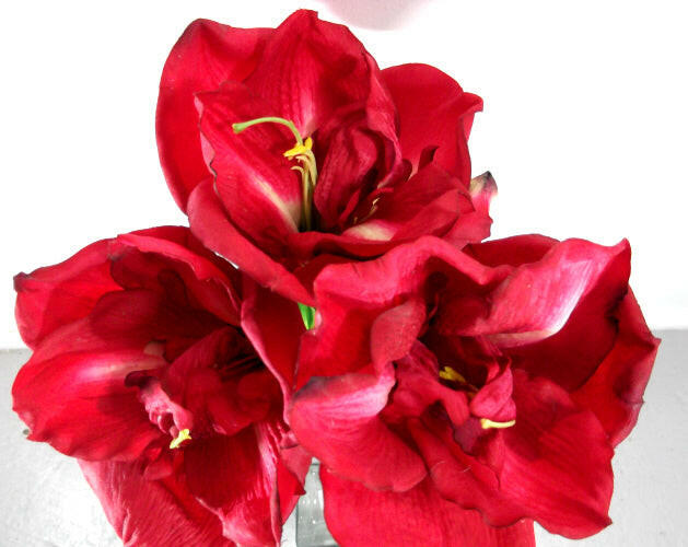 Artificial Queen Amaryllis (Real Touch)