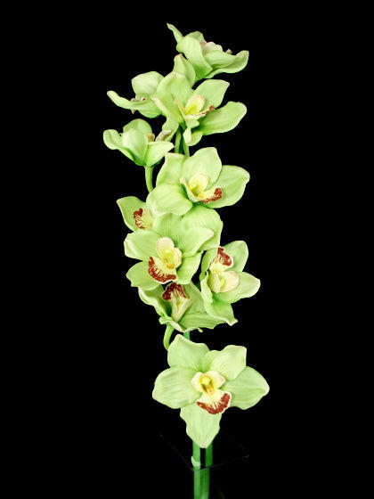 Artificial Cymbidium Orchid (Real Touch)