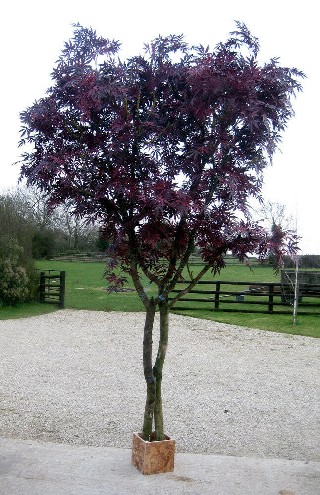 Artificial Silk Maple Tree Fire Retardant