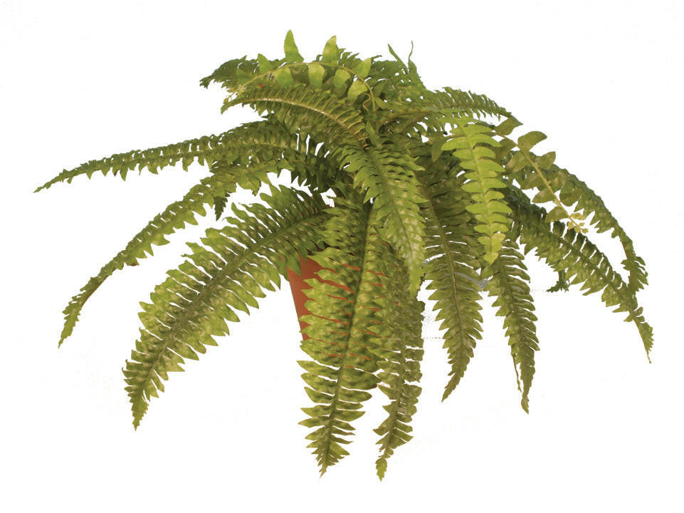 Artificial Boston Fern