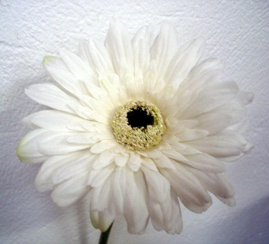 Artificial Silk Gerbera Deluxe Flowers (Real Touch)