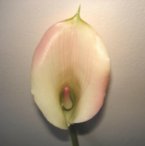 Artificial Calla Lily