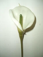 Artificial Calla Lily