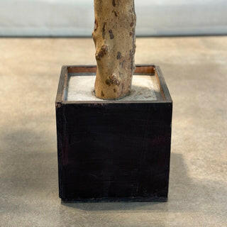 Bespoke Natural Olive Tree FR 300cm Carriage Pot